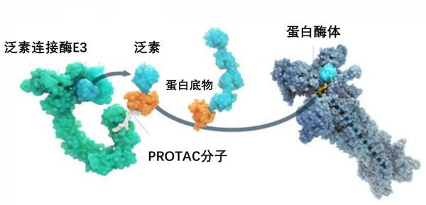 如何利用服务器客户端软件高效地将蛋白和小分子拼接成复合物结构？插图